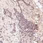 Anti-Smad3 Rabbit Monoclonal Antibody